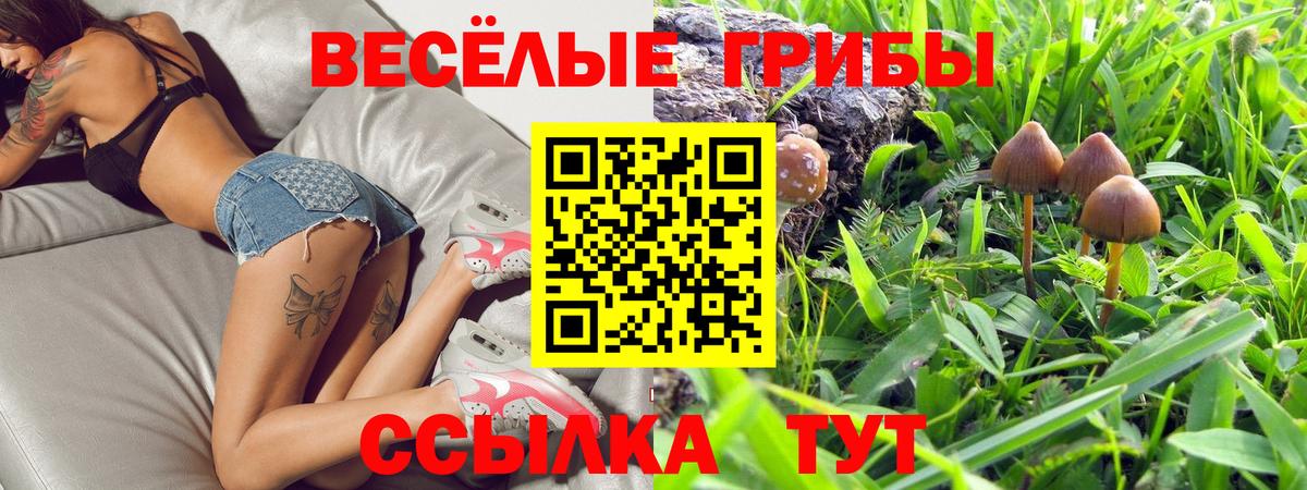 Галлюциногенные грибы Psilocybine cubensis  Вход с VPN  Камень-на-Оби 